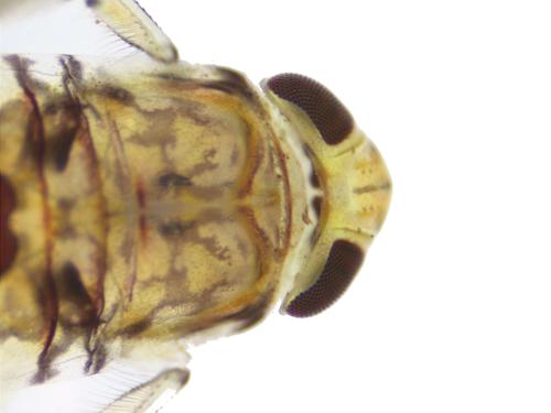 Water Boatman